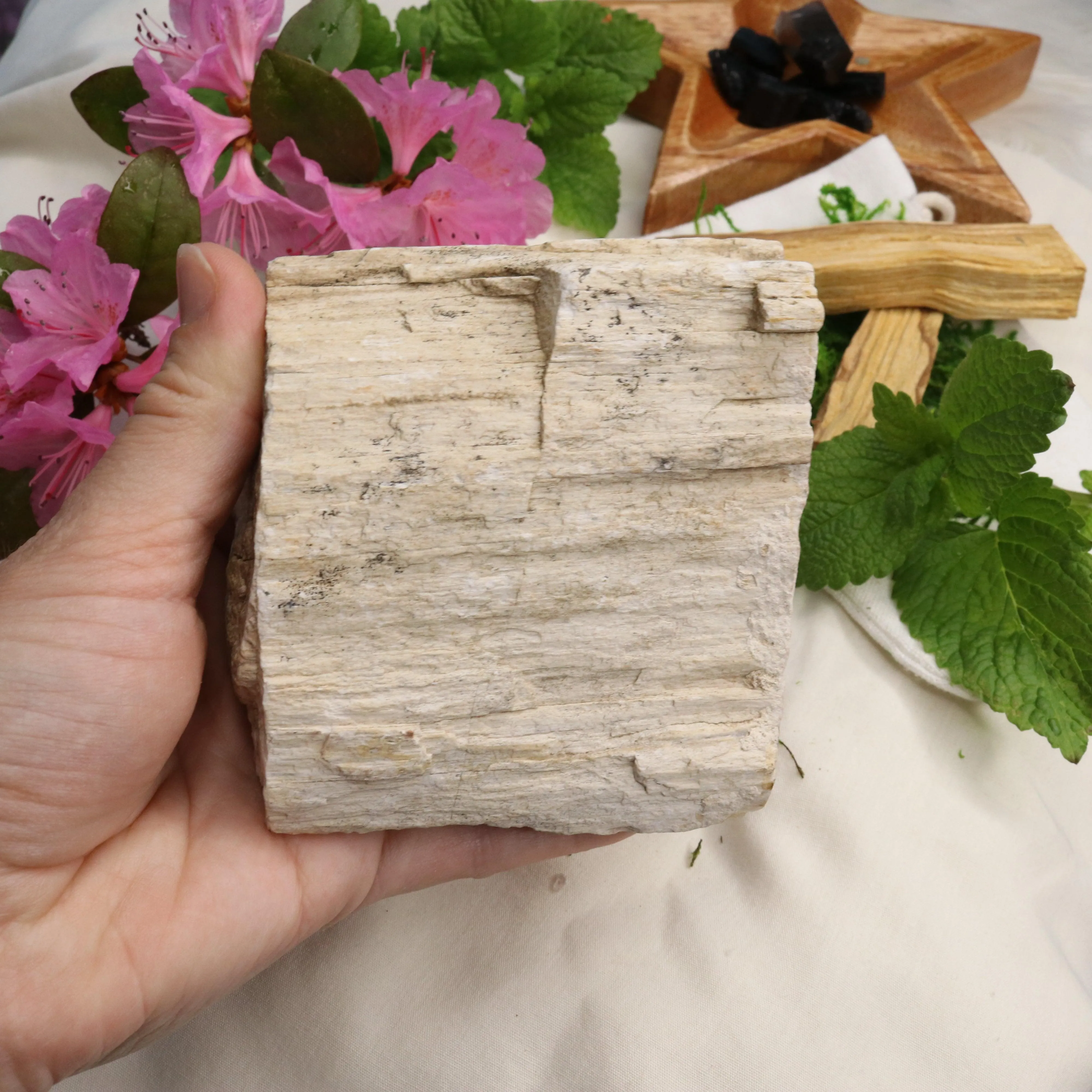 Natural Petrified Wood Specimen ~ Earthy Grounding Energy