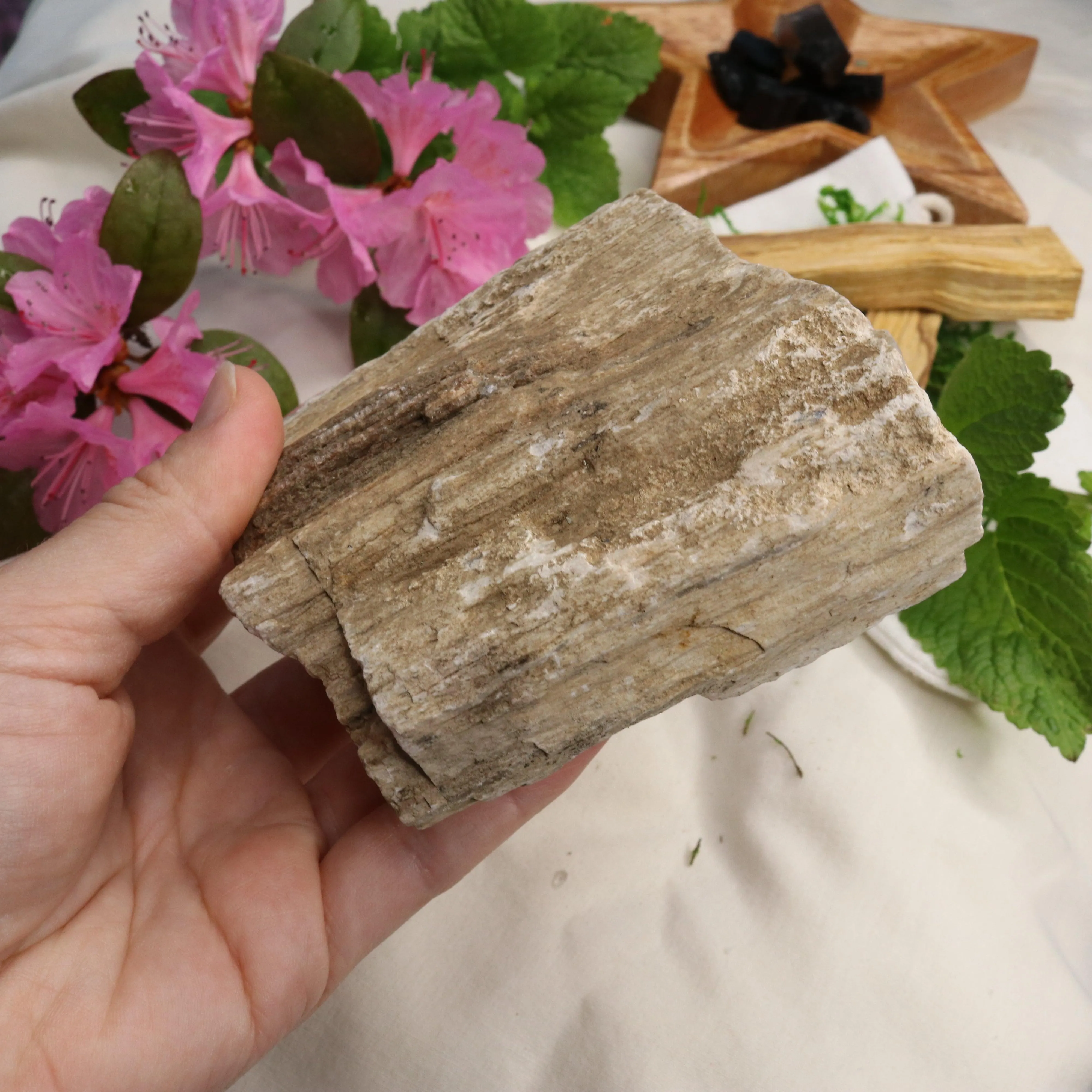 Natural Petrified Wood Specimen ~ Earthy Grounding Energy