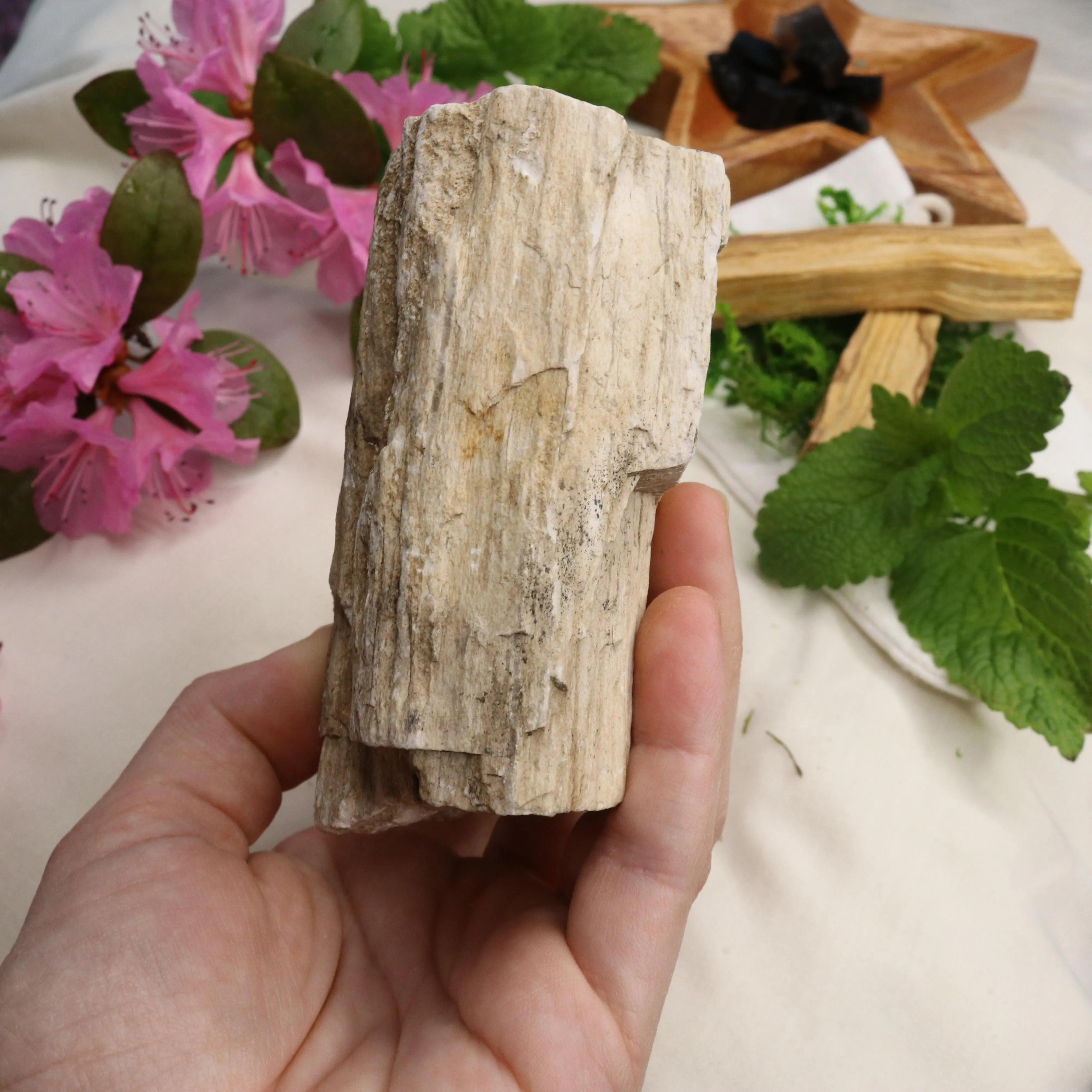 Natural Petrified Wood Specimen ~ Earthy Grounding Energy