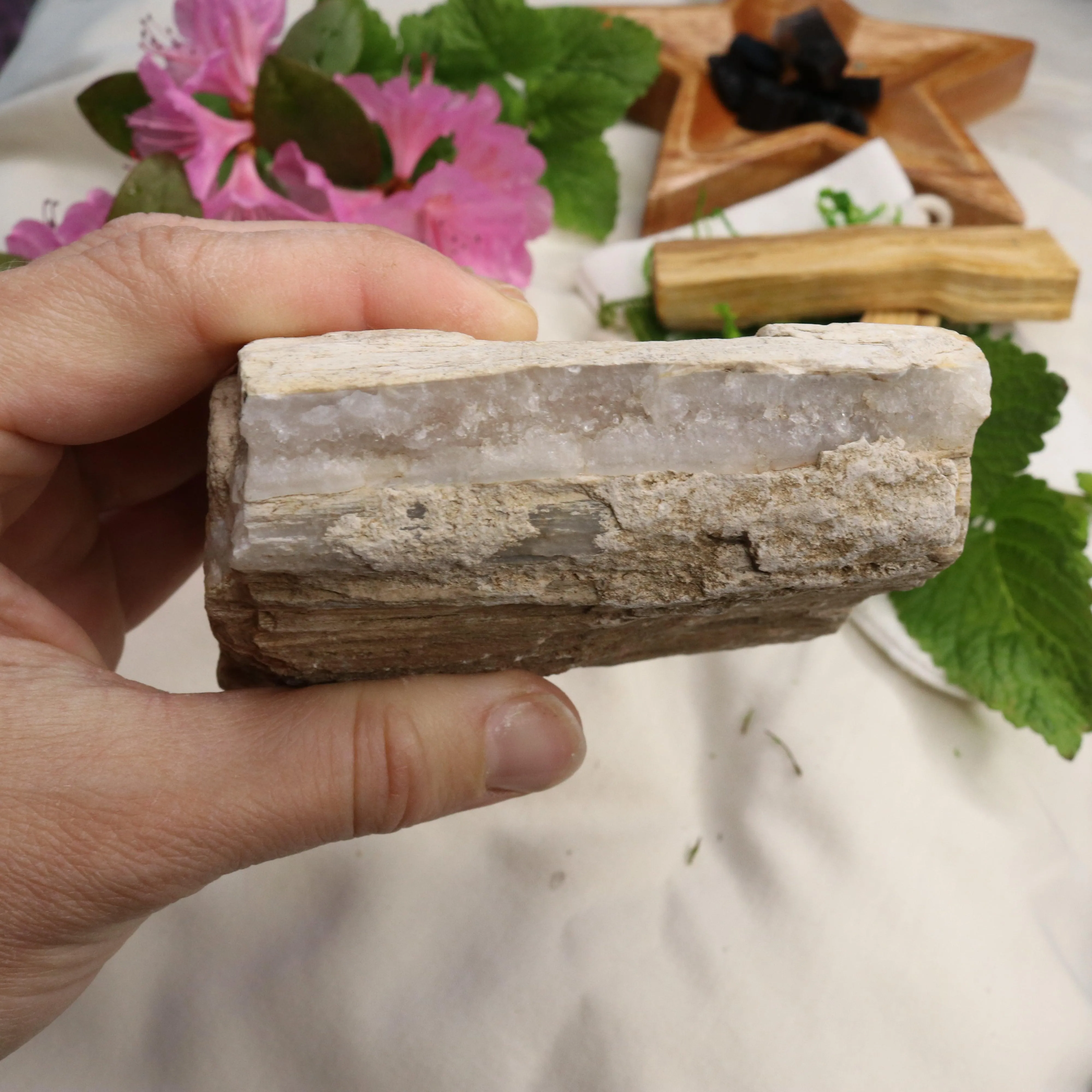 Natural Petrified Wood Specimen ~ Earthy Grounding Energy