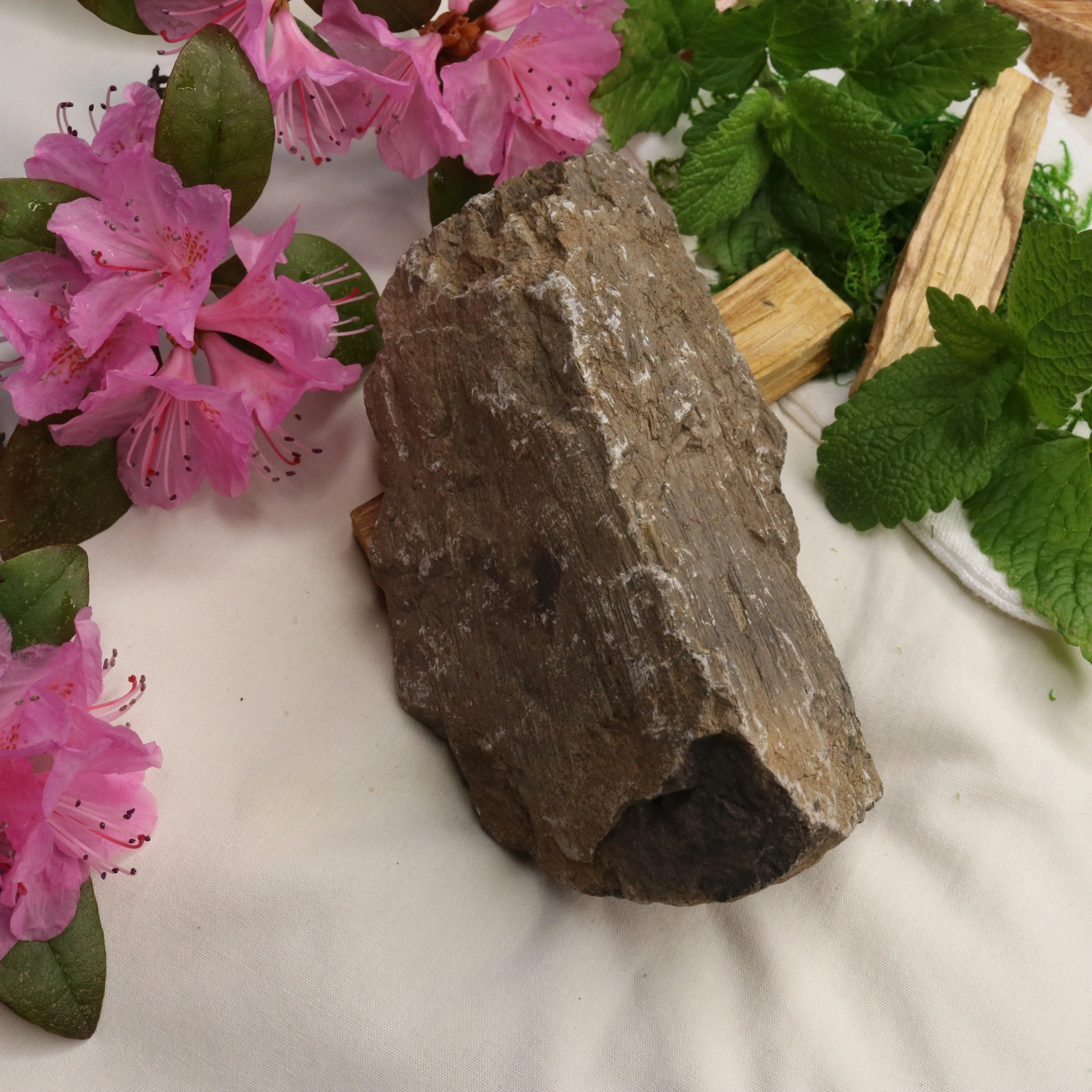 Natural Petrified Wood Specimen ~ Root Chakra Connections