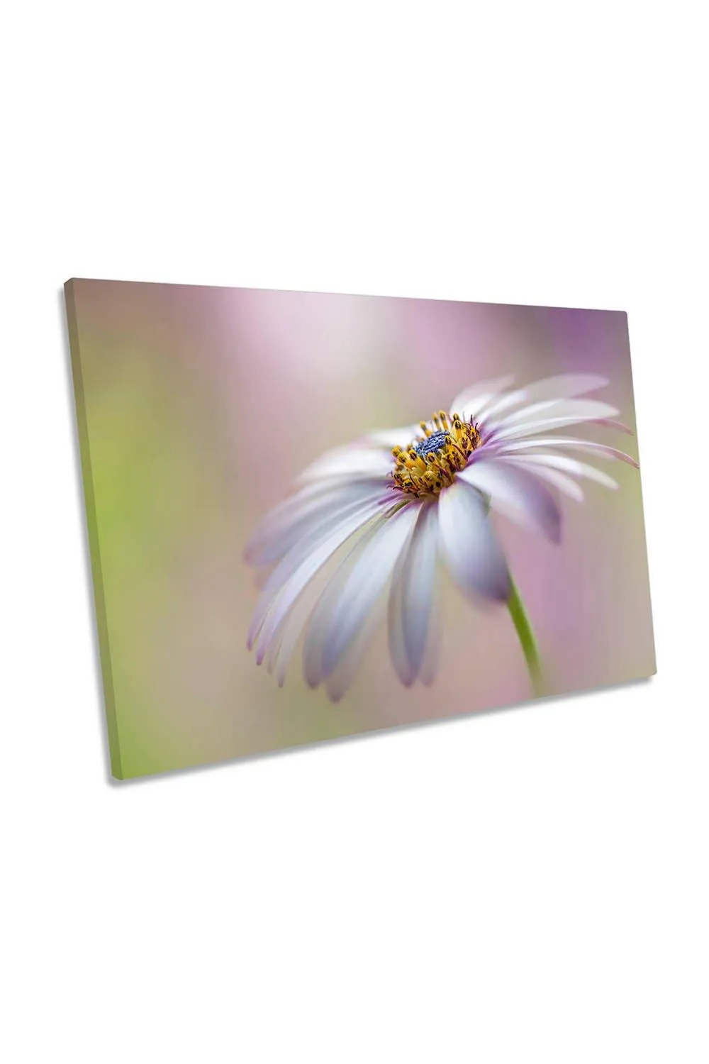 Wall Art & Pictures | Cape Daisy Floral Flower Pink Canvas Wall Art Picture Print | CanvasGeeks